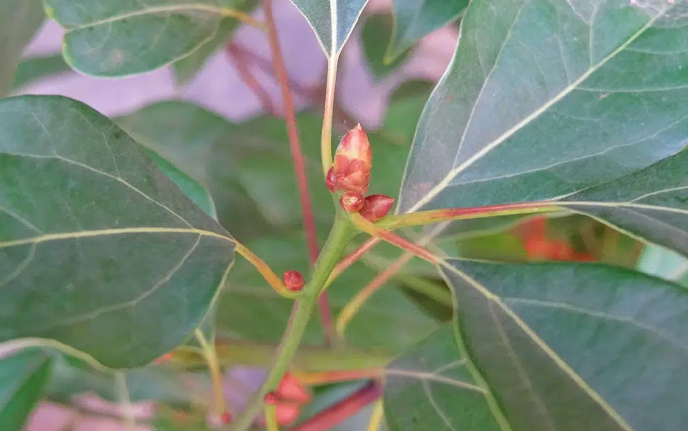 Cinnamomum Camphora