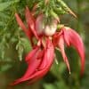 Kentia