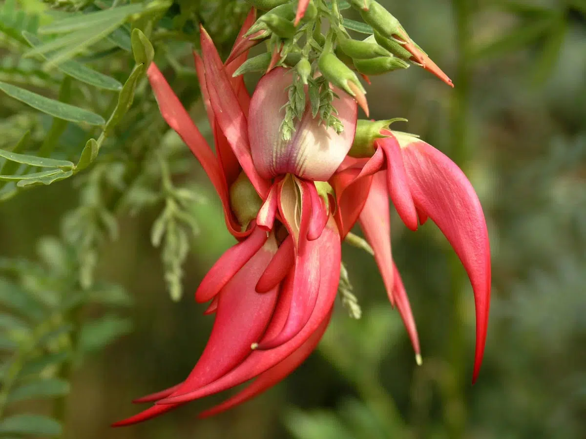 Clianthus puniceus 'Roseus'