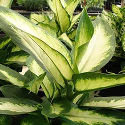 Le dieffenbachia.