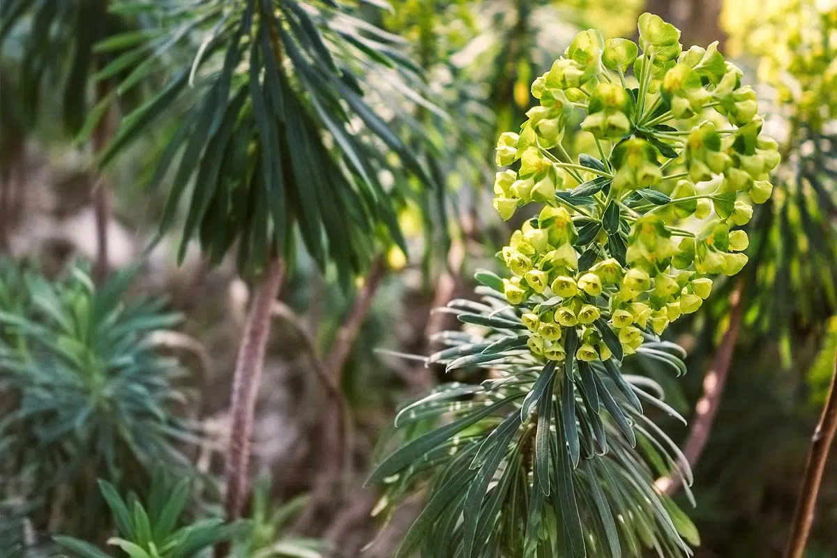 Euphorbe characias