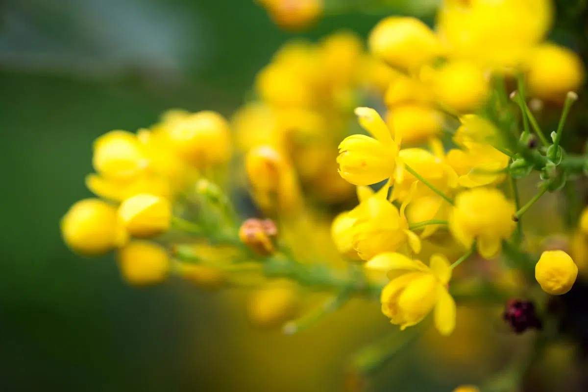 Mahonia