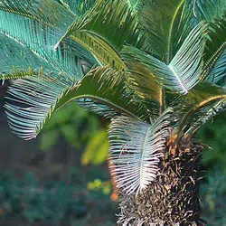 Le cycas du Japon (Sago Palm).