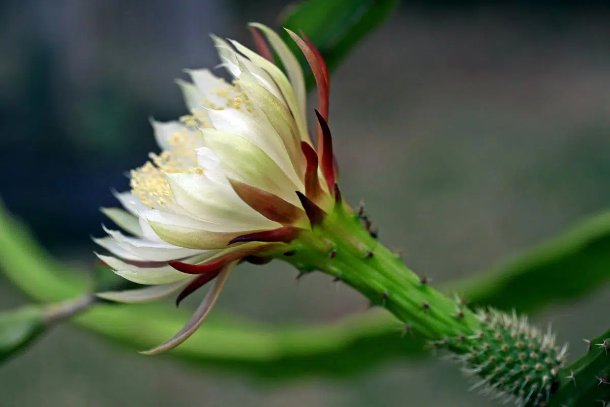 Selenicereus Spinulosos