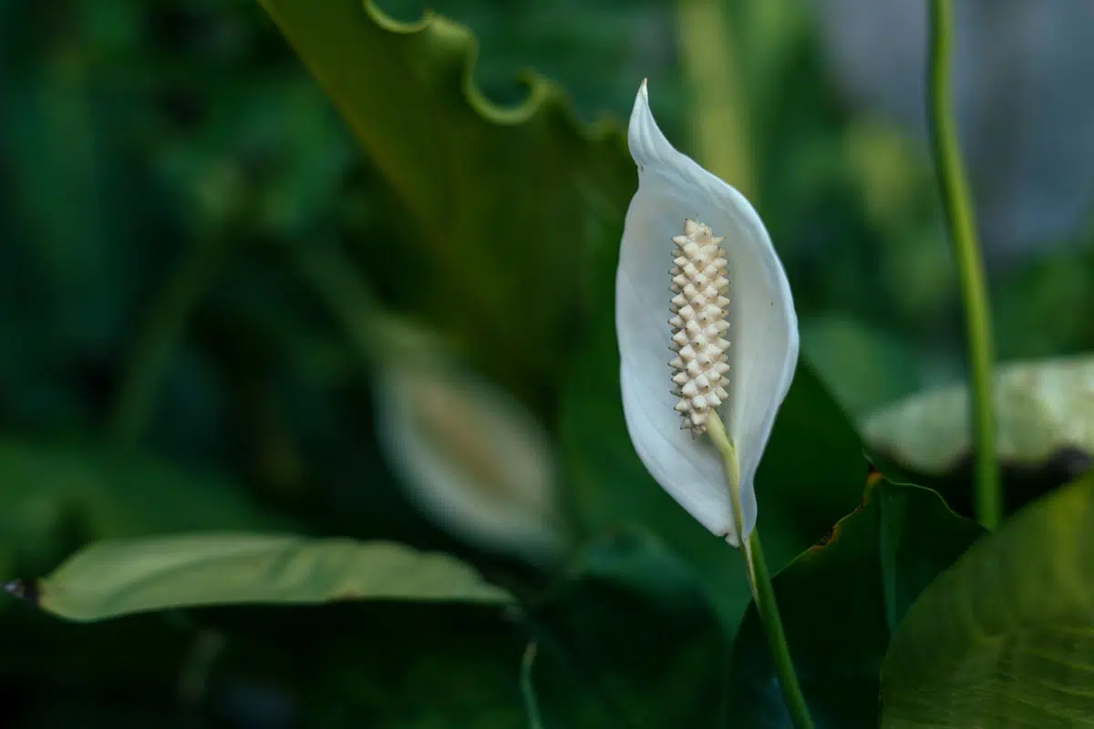 Spathiphyllum fleur ou spathe