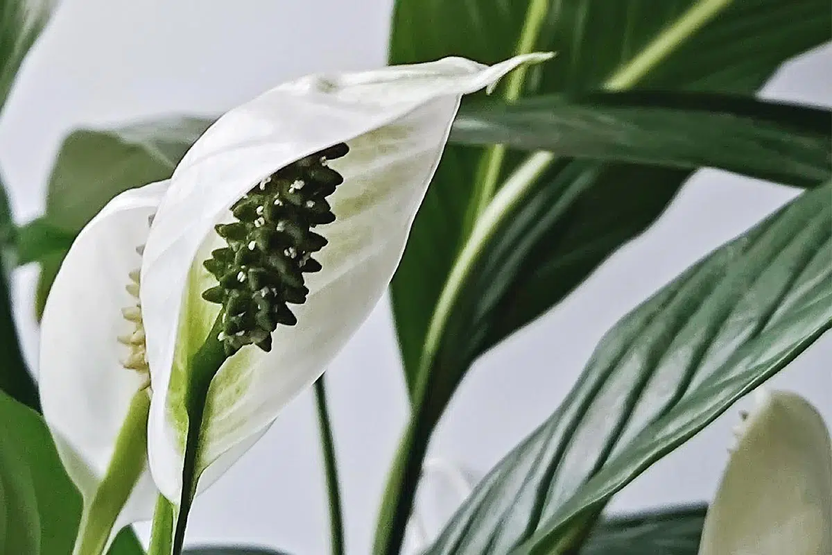 Spathiphyllum floraison