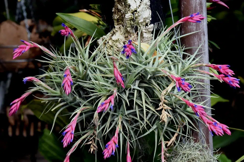 Tillandsia