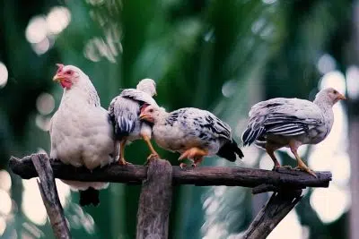 Activités des poules l'automne