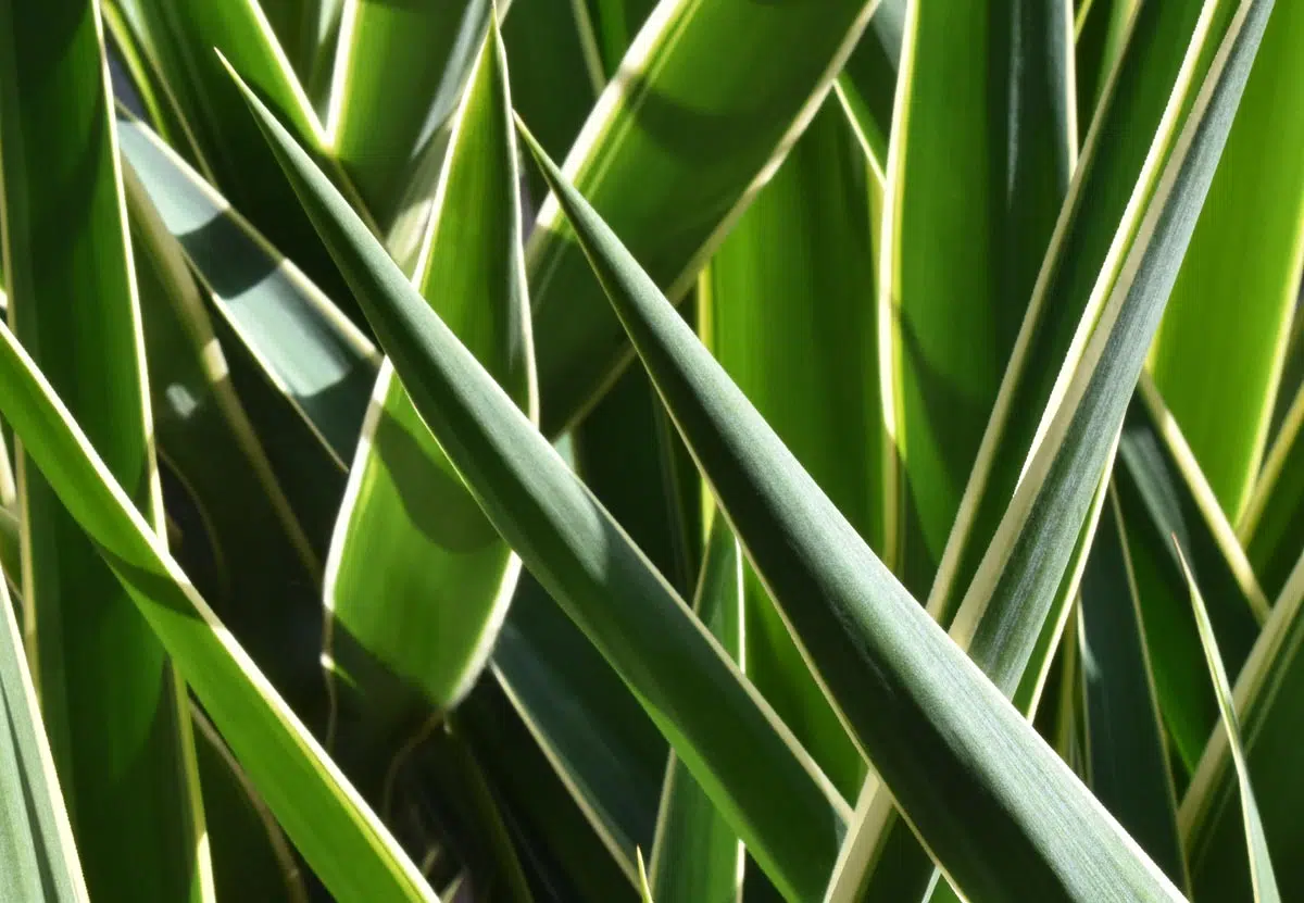 Aiguilles piquantes du yucca