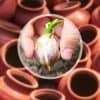 planter de l’ail en pot