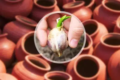 planter de l’ail en pot
