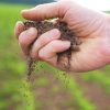 améliorer la qualité de la terre du potager