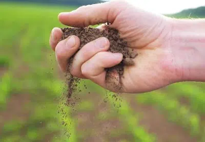 améliorer la qualité de la terre du potager