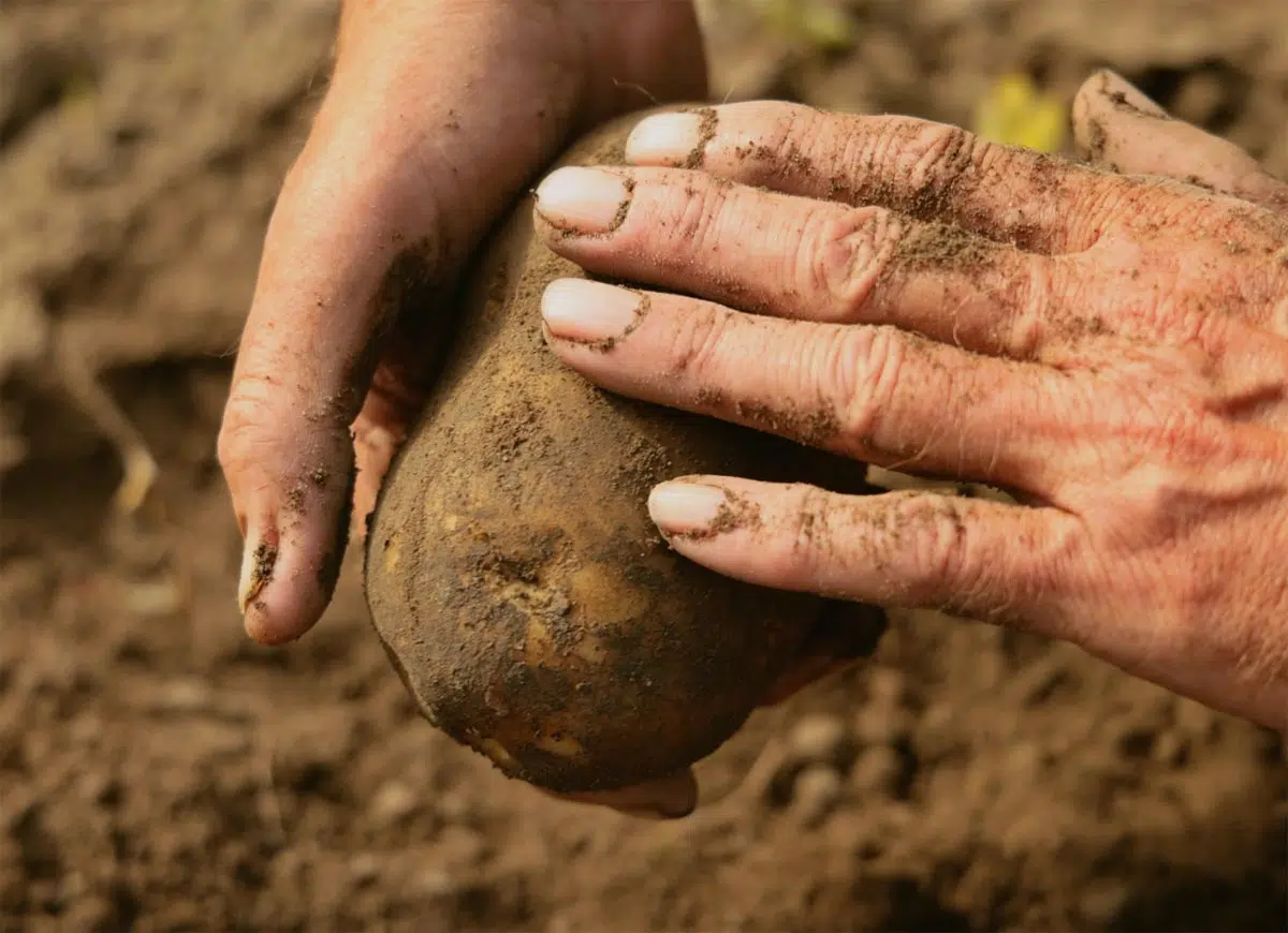 Légume sorti de la terre