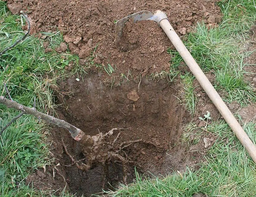 Arbuste à racines nues