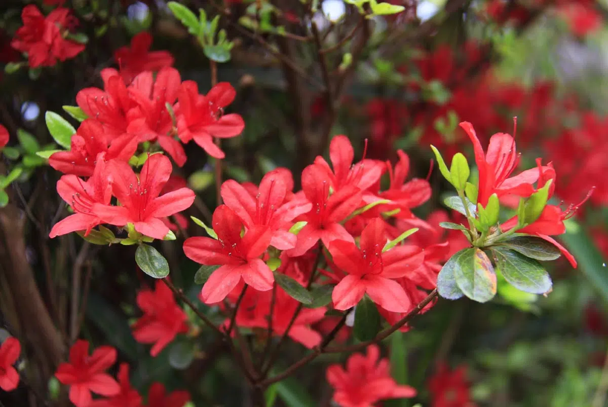 Azalées rouges