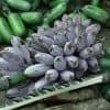 Banane bleue Blue Java
