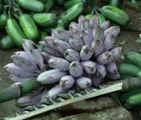 Banane bleue Blue Java