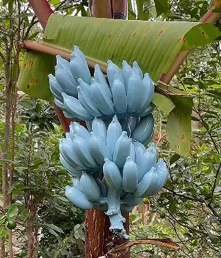 Banane blue java
