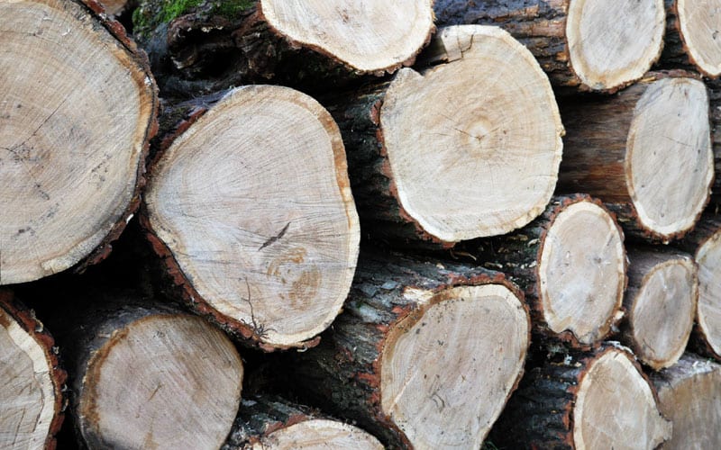 La densité d'un bois de chauffage a un impact direct sur les propriétés calorifiques.