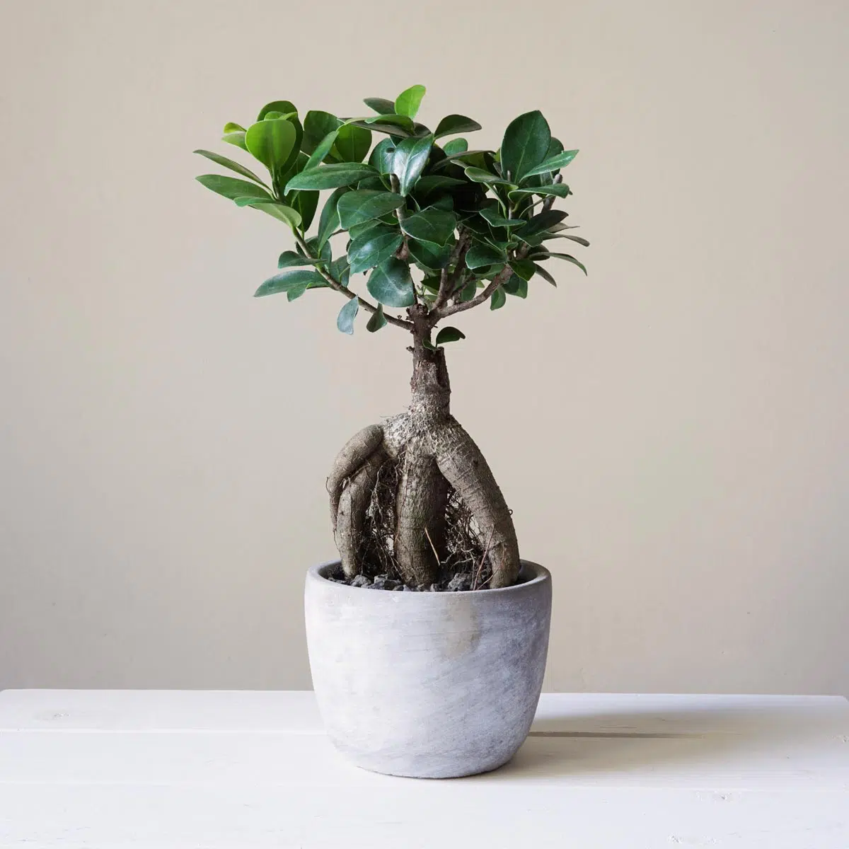 Bonsaï Ginseng (Ficus microcarpa). Le bonsa¨du débutant.