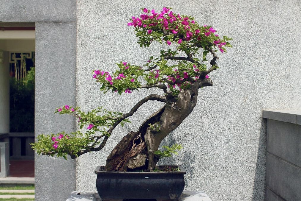 Bonsaï fleuri