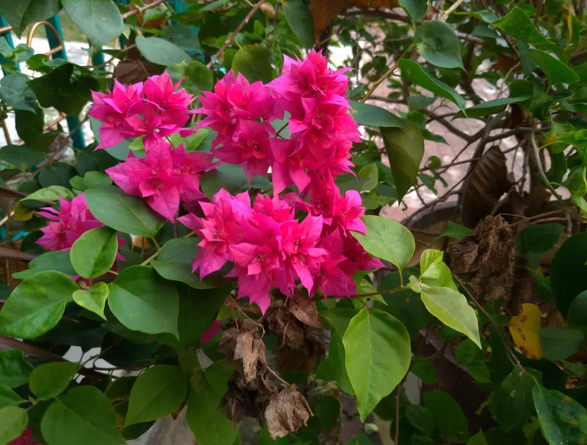 Bougainvillier