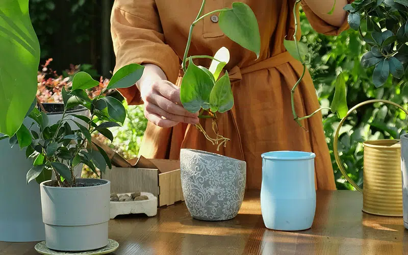 Le bouturage permet de cloner fidèlement une plante. Une alternative économique et simple.