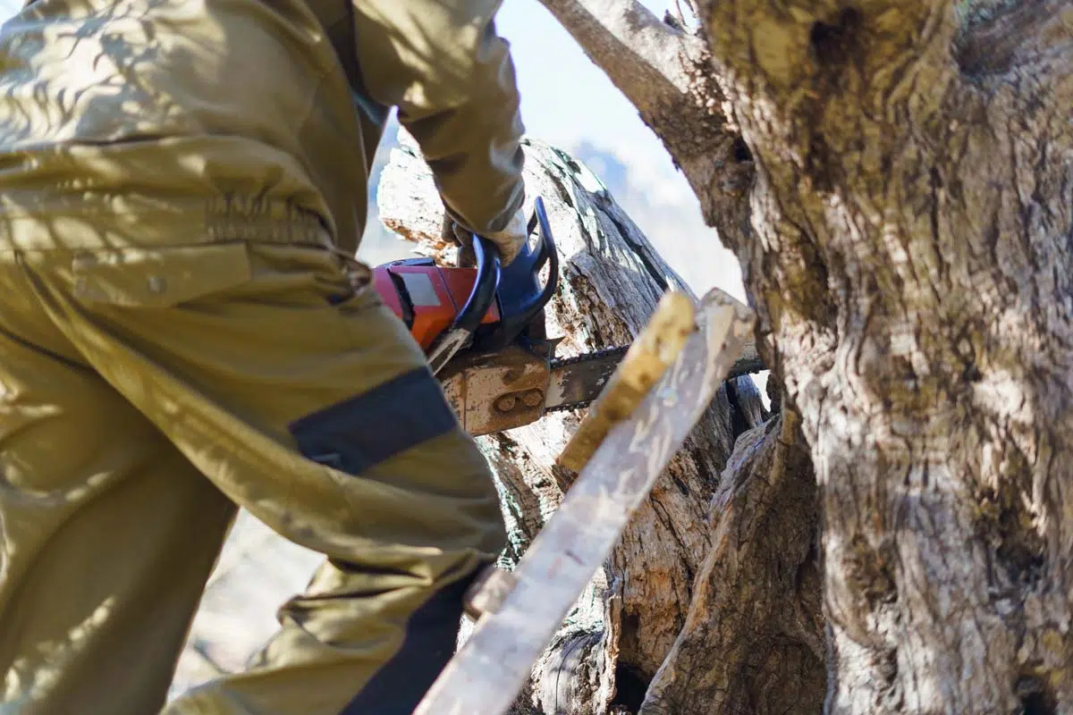 Bûcheron professionnel coupe un arbre