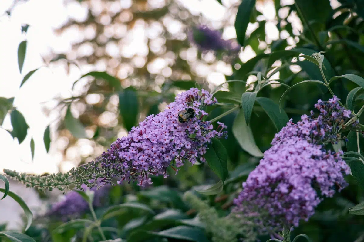 Le buddleia, également connu sous le nom de lilas papillon, est un arbuste populaire apprécié pour ses grappes de fleurs parfumées qui attirent de nombreux papillons