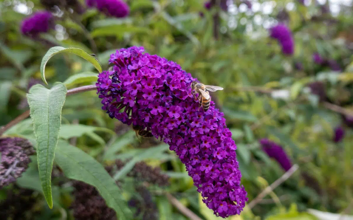 buddleia