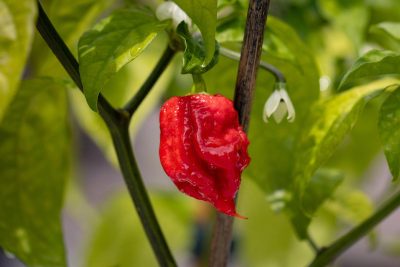 Piment carolina reaper