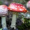 Reconnaître les champignons toxiques