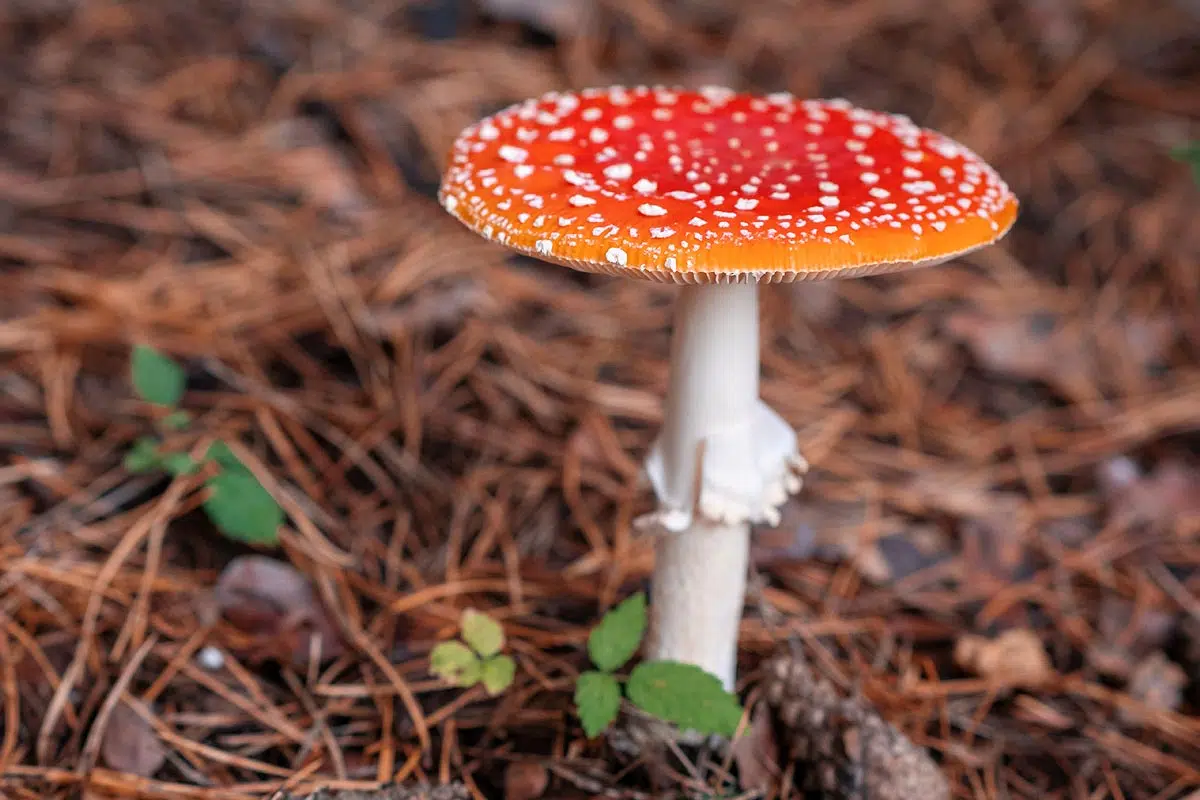 Champignon toxique forêt