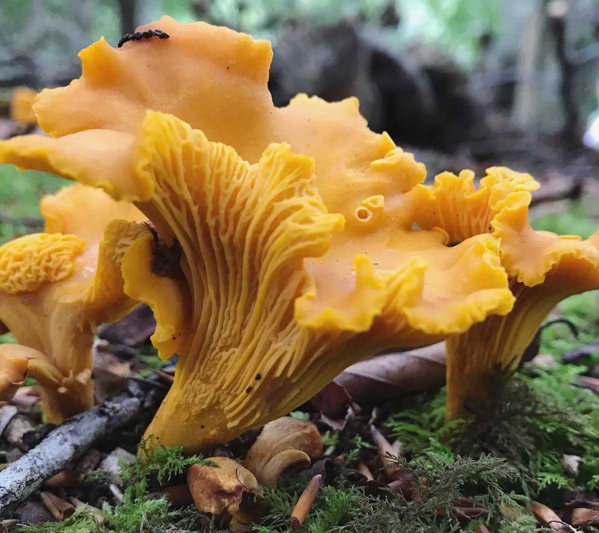 Chanterelles