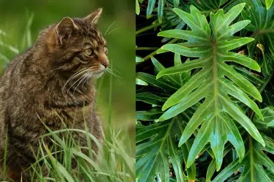 plantes d'intérieur à éviter pour vos animaux de compagnie