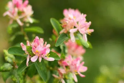 Chèvrefeuille en fleur