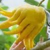 citron main de Bouddha