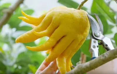 citron main de Bouddha