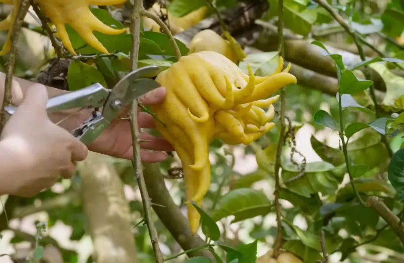 Récolte du citron Main de Bouddha