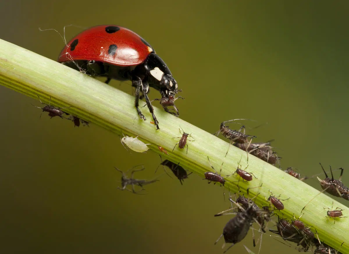 La coccinelle est une excellente solution naturelle contre les pucerons.