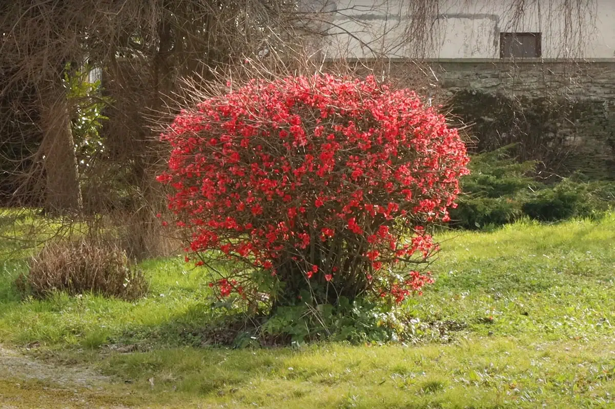 Cognassier du Japon dans le jardin