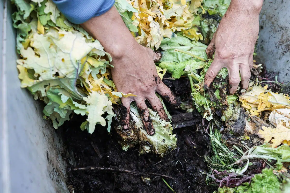 Reconnaître un compost mûr