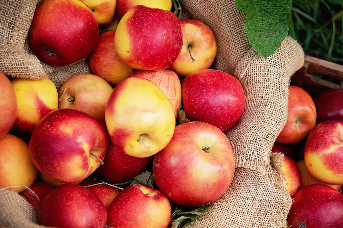 Conservation des pommes