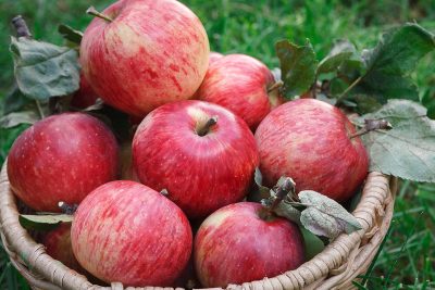 Comment conserver les pommes ?