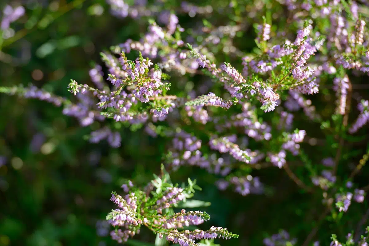 Cultiver la bruyère : fiche pratique plante