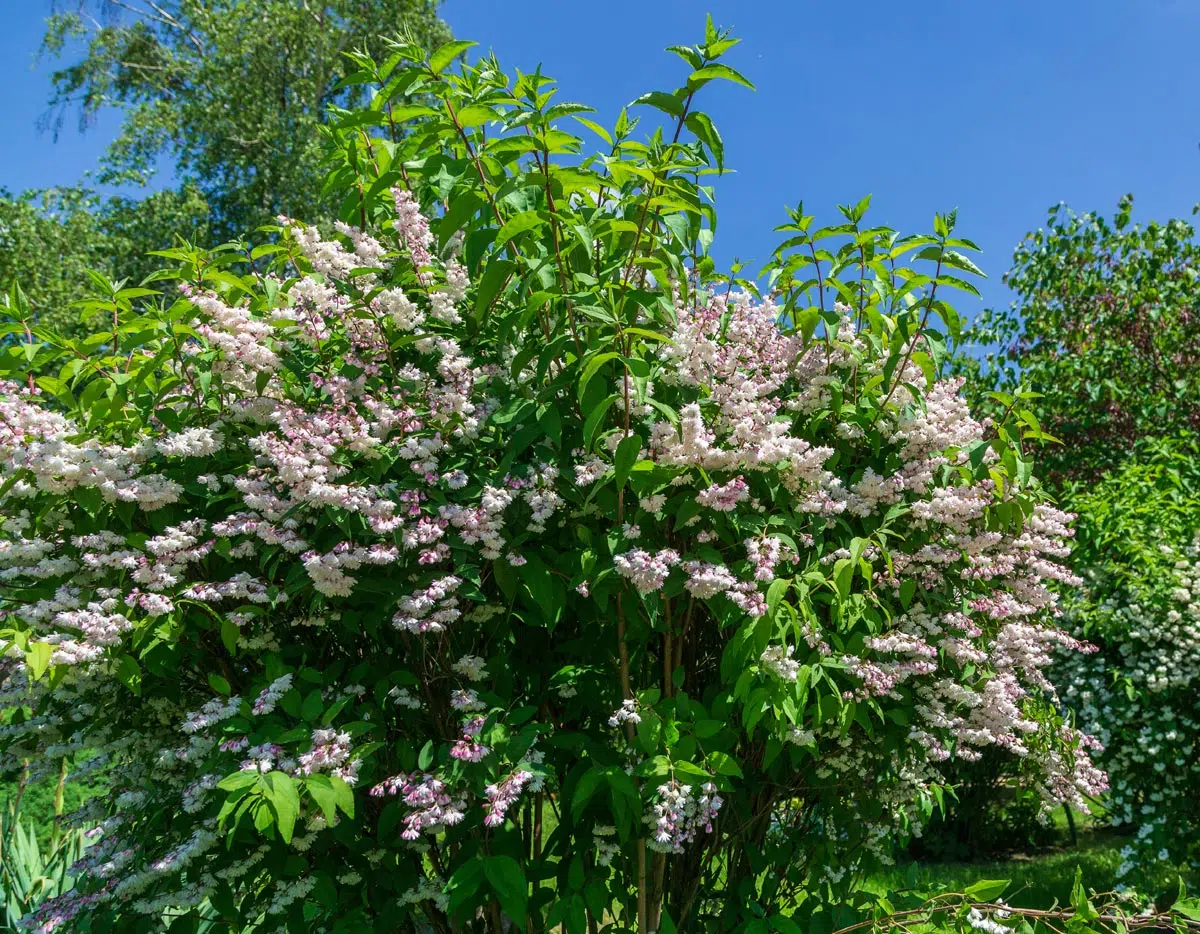 Deutzia