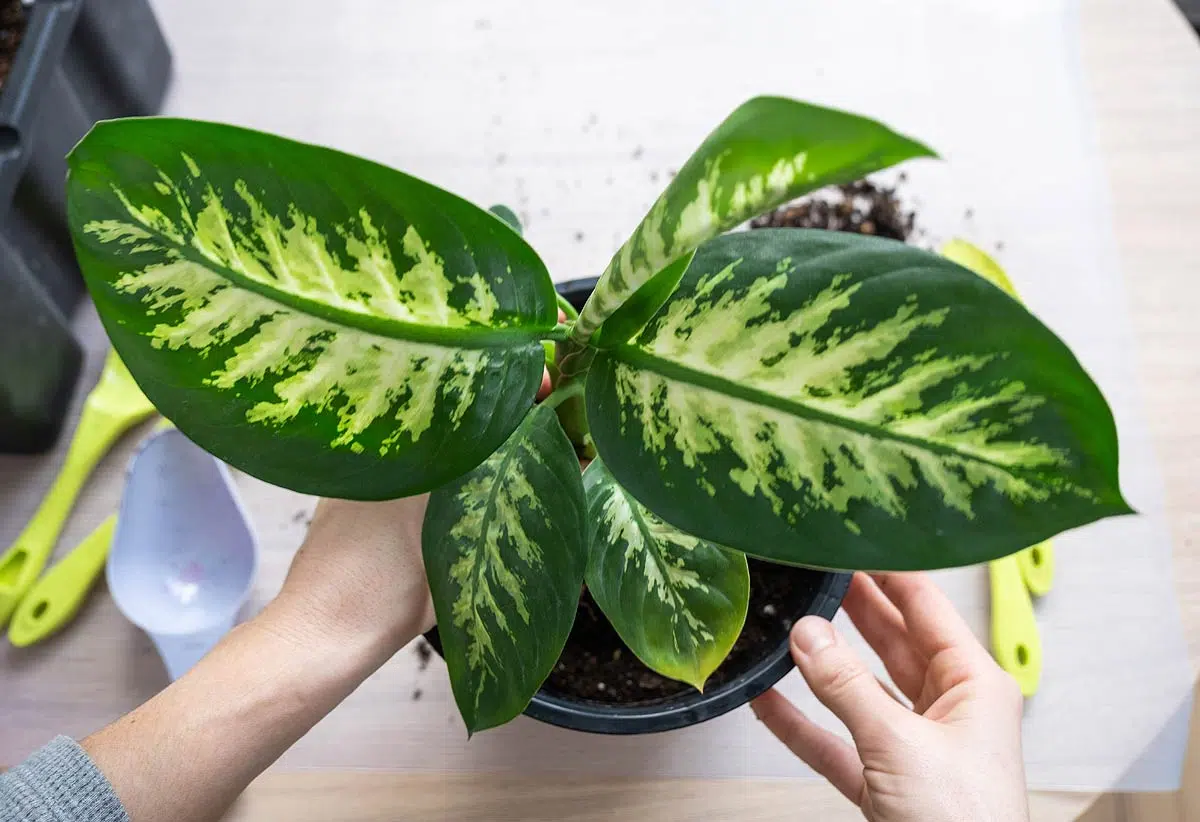 plante d'intérieur, la dieffenbachia