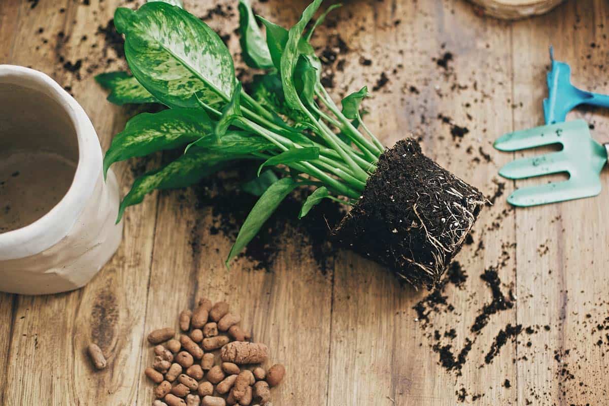 La dieffenbachia est une plante toxique