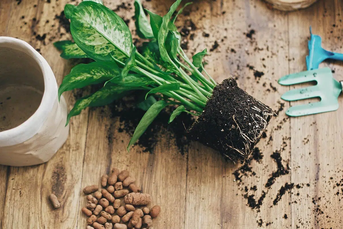 La dieffenbachia est une plante toxique